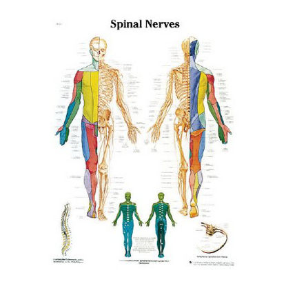 Picture of Anatomical Chart American 3B Scientific® Spinal Nerves Paper GlossySB41524