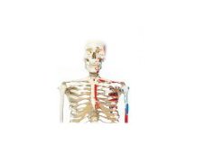 Picture of Muscle Skeleton Model 3B® Max 22 lbs.12-4501