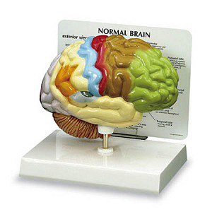Picture of Half Brain Model NascoSB40235