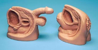 Picture of Catheter Model Life/Form® FemaleLF01151