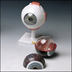 Picture of Human Eye Model ClassicF-10
