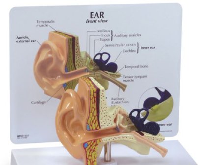 Picture of Human Ear Model Nasco MaleSB32980