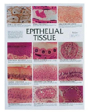 Picture of CHART, EPITHERLIAL TISSUES233719