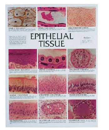 Picture of CHART, EPITHERLIAL TISSUES233719