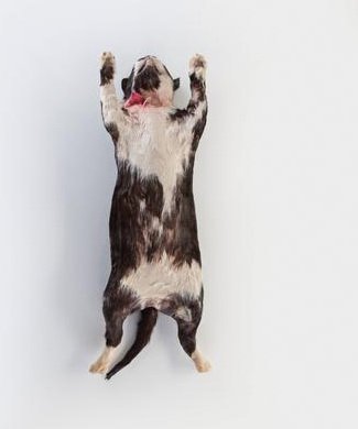 Picture of Preserved Cat Large 18 Inch and Over, Formalin Preserved, Plain Preserved Injected Type695208