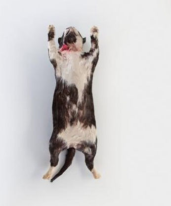 Picture of Preserved Cat Large 18 Inch and Over, Formalin Preserved, Plain Preserved Injected Type695208