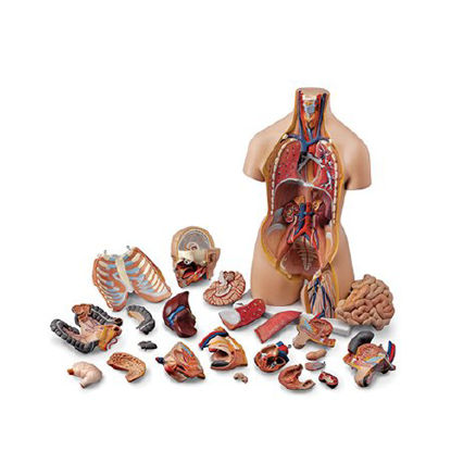 Picture of Human Torso with Detachable Head NascoSB25326