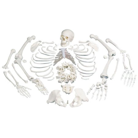 Picture of Disarticulated Full Human Skeleton with 3 Part Skull Model 3B Scientific® 10.58 lbs.Z00584
