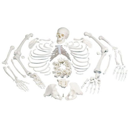 Picture of Disarticulated Full Human Skeleton with 3 Part Skull Model 3B Scientific® 10.58 lbs.Z00584