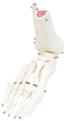 Picture of Loose Bones Right Leg Skeleton with Hip Bone 3 lbs. Plastic12-4587R