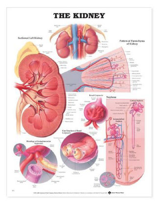 Picture of Anatomical Chart Kidney 20 X 26 Inch Heavy Paper Grommets Laminated9781587791727