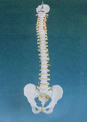 Picture of Basic Spine Model Full Size70119