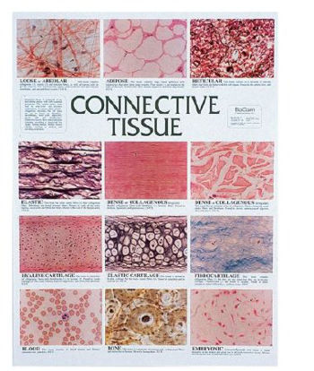 Picture of CHART, CONNECTIVE TISSUES2337110