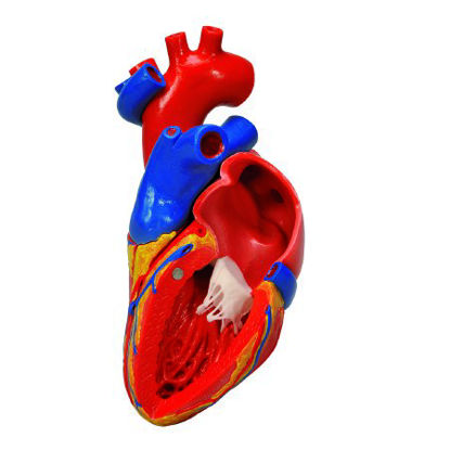 Picture of Heart with Bypass Model 1 lb.12-4568