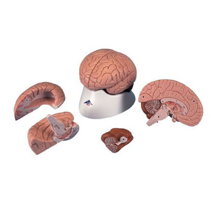 Picture of 4 Part Brain Model 3B Scientific® 1.98 lbs.Z13961