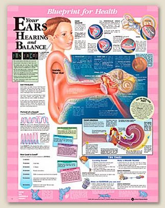 Picture of Anatomical Chart Blueprint for Health Your Ears 20 X 26 Inch Heavy Paper Grommets Laminated9781587797514