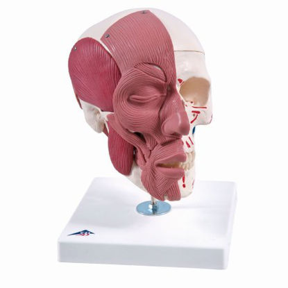 Picture of Skull with Facial Muscles Model 3B Scientific® 2.38 lbs.Z03194