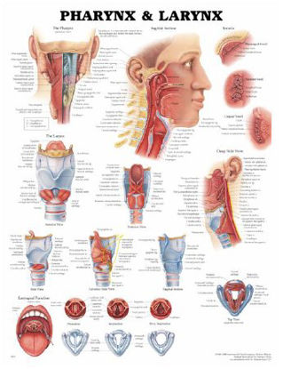 Picture of Anatomical Chart Pharnyx and Larnyx 20 X 26 Inch Plastic Wall Mount Laminated1587791803
