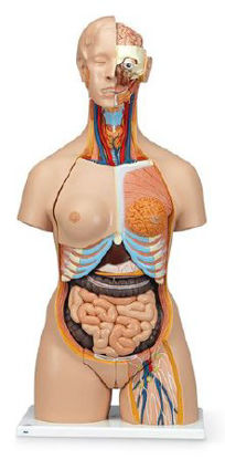 Picture of Dual Sex Torso with Open Neck and Back NascoSB41422