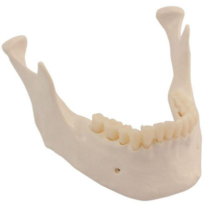 Picture of Replacement Lower Jaw with Teeth 3B Scientific®Z02820