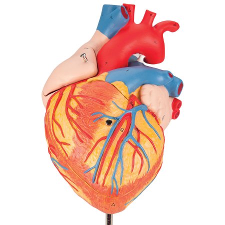Picture of 4 Part Heart Model 3B Scientific® 2.87 lbs.Z13061