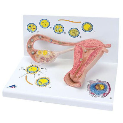 Picture of Stages of Fertilization and of the Embryo Model 3B Scientific® 2.65 lbs.Z13004