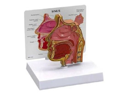 Picture of Basic Sinus ModelG285