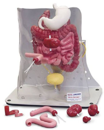 Picture of Ostomy Model Complete Otto Ostomy™ Package 12 lbs.SB48421