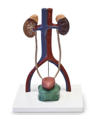 Picture of Urinary System Model 2.75 lbs.SB49200