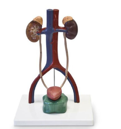 Picture of Urinary System Model 2.75 lbs.SB49200