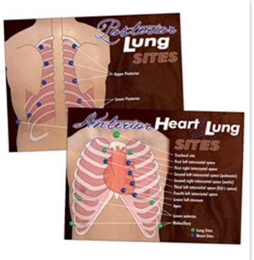 Picture of Heart & Lung Poster NascoLF00683