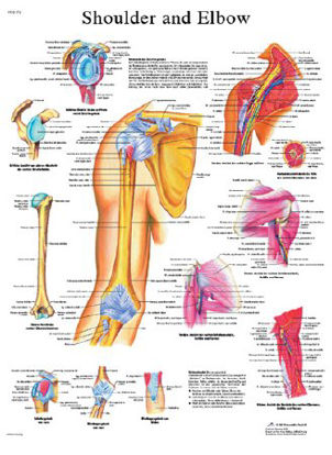 Picture of Anatomical Chart Shoulder and Elbow 20 X 25 Inch Laminated12-4619L