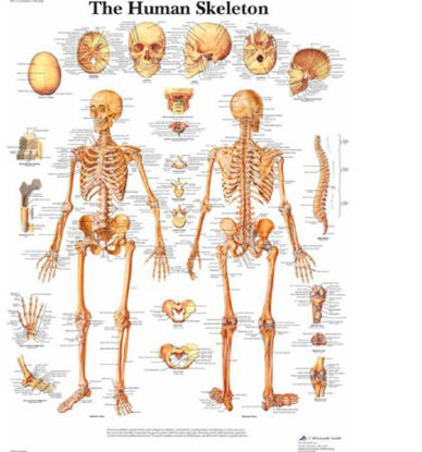 Picture of The Human Skeleton 3B Scientific®  Glossy PaperSB41514