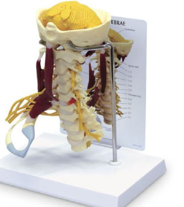 Picture of Life-Size Cervical Model with Muscles and NervesSB47322