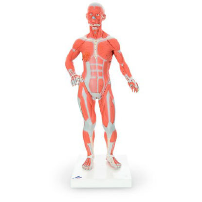 Picture of Muscular Figure Model American 3B Scientific 6-1/2 lbs.SB27605