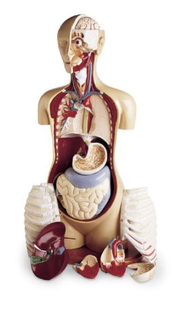 Picture of Adavanced Teaching Torso KnowBody™SB19109