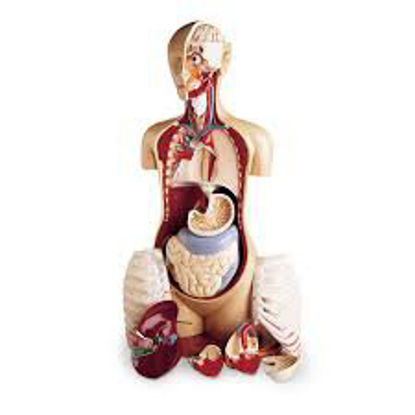 Picture of Anatomical Model KnowBody™ Basic Teaching Torso Life Size 61 lbs.SB19111