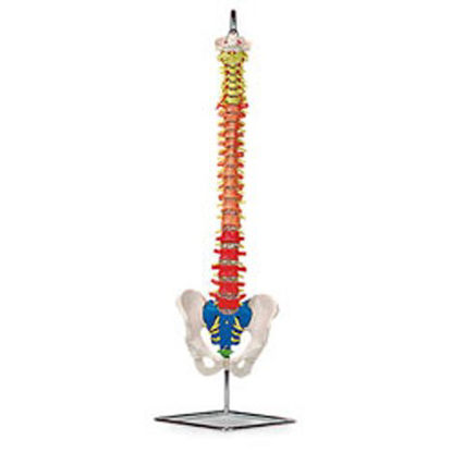 Picture of Flexible Vertebrae Model PVCLA00184