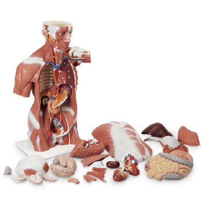 Picture of Muscle Torso / Internal Organs Model American 3B Scientific 79 lbs. PlasticSB41400