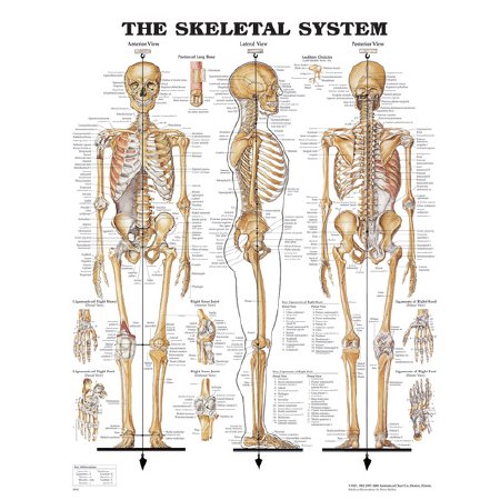 Picture of Anatomical Chart Skeletal System 20 X 26 Inch Metal Eyelets LaminatedSB06144