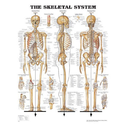 Picture of Anatomical Chart Skeletal System 20 X 26 Inch Metal Eyelets LaminatedSB06144