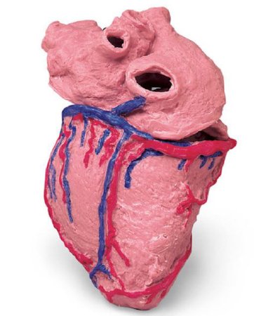 Picture of Human Heart Model Life/Form®LF00964