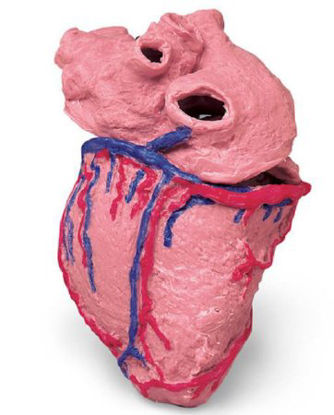 Picture of Human Heart Model Life/Form®LF00964