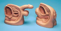 Picture of Catheter Model Set Life/Form® Male / Female 7.5 lbs.LF01152