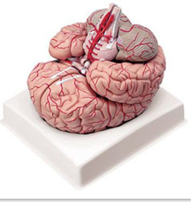 Picture of Brain with ArteriesLA00239