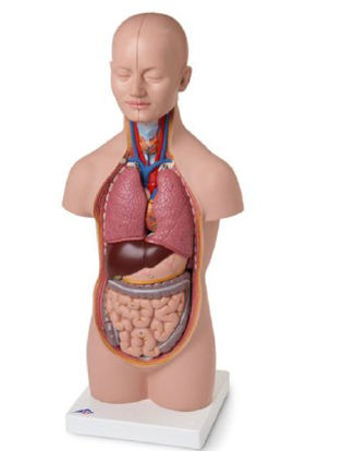 Picture of Mini-Torso American 3B Scientific™LY01011