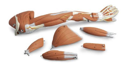 Picture of Dissectible Muscled Arm American 3B ScientificSB41512