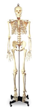 Picture of Full-Size Skeleton Wolters Kluwer 5 foot 6 Inch 46 lbs.SB25209