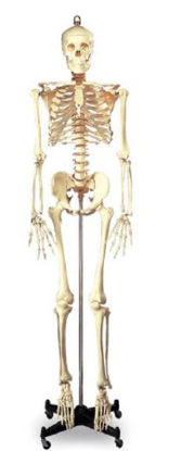 Picture of Full-Size Skeleton Wolters Kluwer 5 foot 6 Inch 46 lbs.SB25209