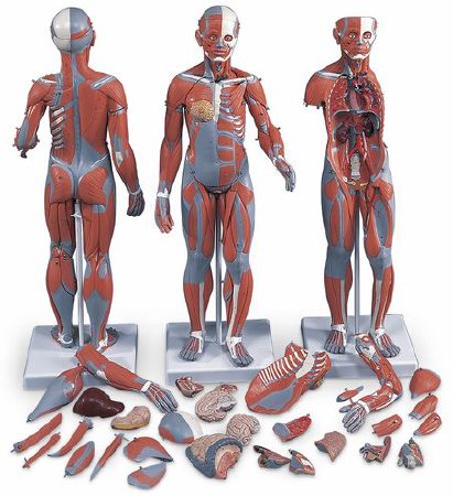 Picture of Muscular FigureSB41425